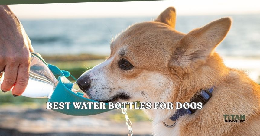 best water bottles for dogs